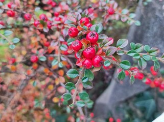 Selective focus shot of Cotoneaster in a garden
