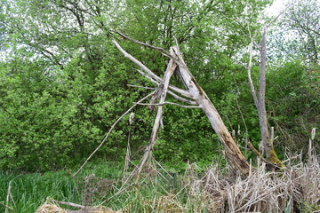 dead wood at swamp tress