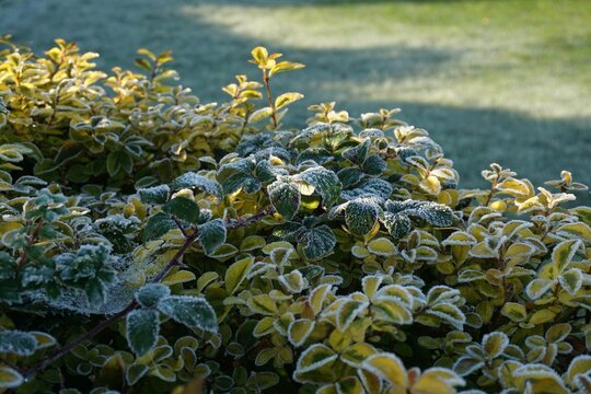 Frost on shrubs in winter