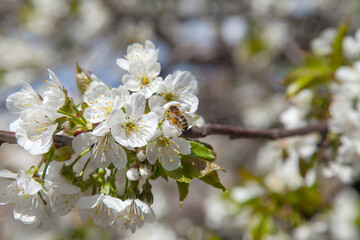 Close up view of working honeybee on white flower of sweet cherry tree. Collecting pollen and nectar to make sweet honey.