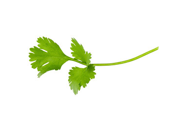 Green cilantro leaves isolated on white background. Coriander leaves. - obrazy, fototapety, plakaty