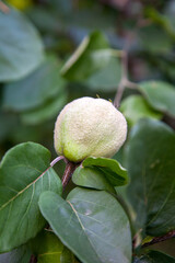 Apple quince growing on tree branch in the orchard..
