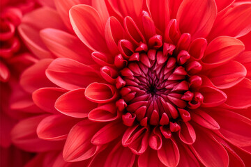 Closeup bright red chrysanthemum flowers background, macro photography wallpaper