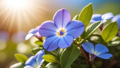 Blue periwinkle flower illuminated by the sun. Beautiful spring background