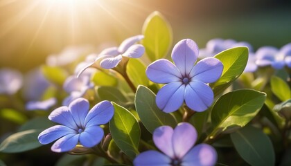 Blue periwinkle flower illuminated by the sun. Beautiful spring background