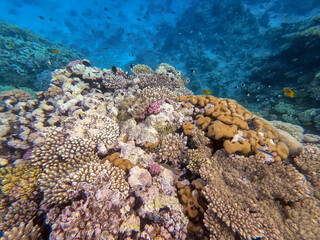 Underwater life of reef with corals and tropical fish. Coral Reef at the Red Sea, Egypt.