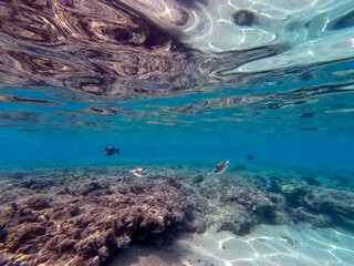 Rhinecanthus assasi fish or Picasso trigger fish on his coral reef in the Red Sea, Egypt.