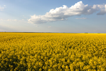 Yellow rapeseed field at the sunset. - 786122255