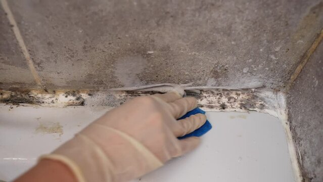 Close-up of a woman hand in glove cleaning a bathtub, silicone sealant with a sponge and a special agent against black mold formed due to high humidity. Harm to human health, combating black mold
