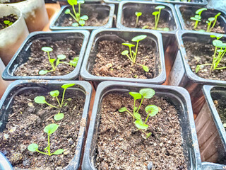 Early Spring Seedlings Sprouting in Boxes and Jars for Planting Season. Green seedlings in various containers are ready for spring planting season. Partial focus