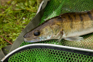 Freshwater zander on keepnet with fishery catch in it..