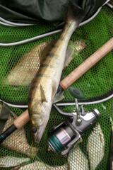 Freshwater zander and fishing rod with reel on keepnet with fishery catch in it..