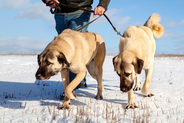 Turkish Kangal dog in the pasture in winter. 