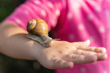 A grape snail crawls along a child's hand