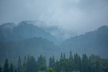 Clouds of mist cover the hills in the morning, making the temperature cold and requiring thick...