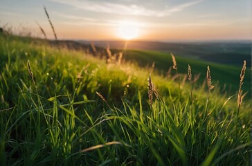 Fototapeta premium beautiful sunset views in green grass, green gross in sunset background, spring background