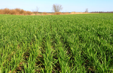 green grass on agriculture farm field - 786126476