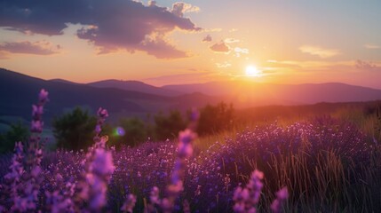 Sunset Over Hilly Lavender Fields in Bloom