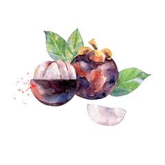 Hand Drawn Watercolor Mangosteen Fruit. Vector illustration. - 786129662