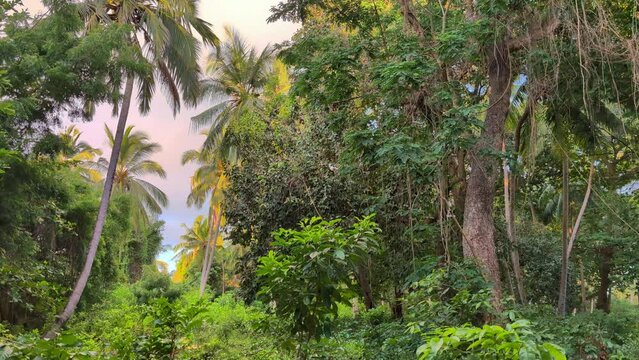 Lush forest jungle on tropical island with coconut palm trees
