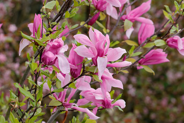 Purpur-Magnolie mit vielen Blüten, Frühling 