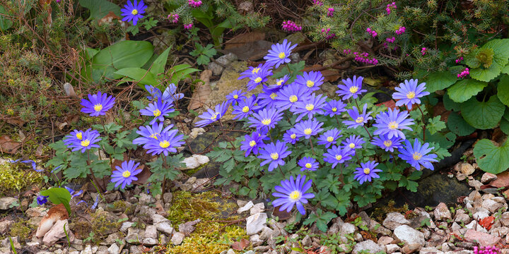 Balkananemone (Anemone blanda) Pflanze mit vielen blauen Bl&uuml;ten, Fr&uuml;hling, Panorama 