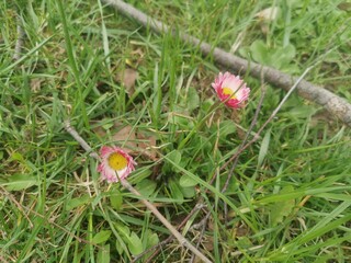 grass and red flowers