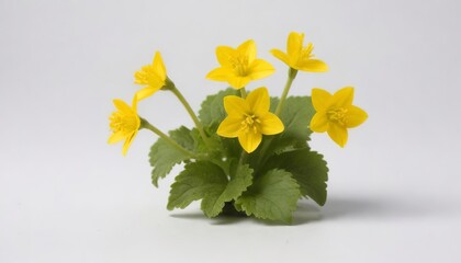 Cowslip creeper isolated on white background