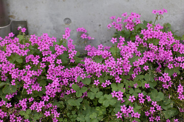 イモカタバミの花の群生