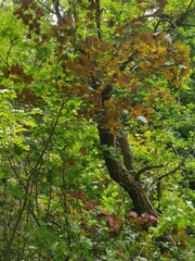 Fototapeta premium autumn in the woods