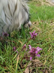 Fototapeta premium dog with flower