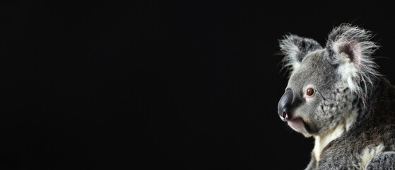 A detailed image of a koala with pronounced ear tufts and a calm expression set against a deep black background