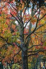 Tree in a City park in autumn in Porto, Portugal.