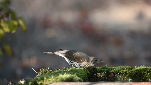 Song Trush Turdus philomelos in the wild. A bird drink water. Close up.