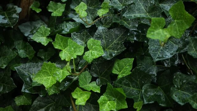 Lots of dense, strong green ivy leaves with water droplets after rain as a background