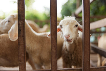A group of sheep in a pen looking at the camera through the bars of the fence