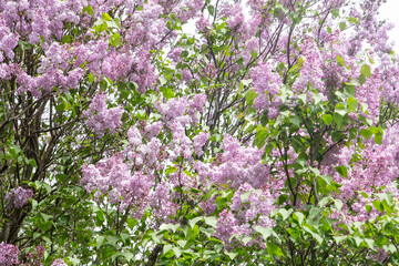 Lilac flowers blooming branch. Garden spring plant, Nature background