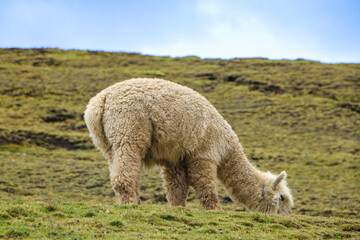 Fototapeta premium llama in the mountains