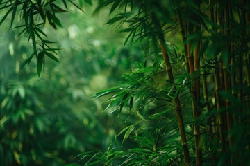 Lush Green Bamboo Grove in Soft Light