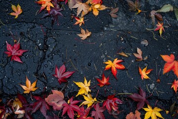 Wet Maple Leaves on Asphalt After Rain