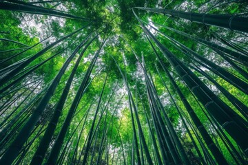 Fototapeta na wymiar Skyward View of a Lush Bamboo Forest Canopy