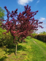 Fototapeta na wymiar blooming tree in the park