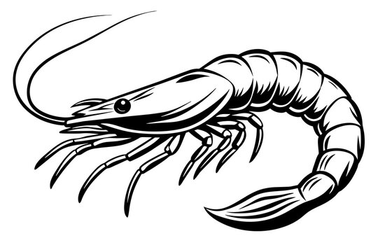 recommend clip art: shrimp vector silhouette 