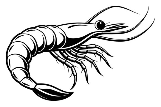 recommend clip art: shrimp vector silhouette 