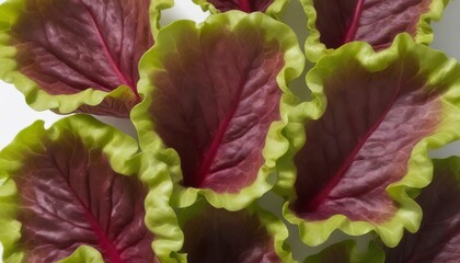 red coral lettuce on white background ,Green leaves pattern ,Salad ingredient