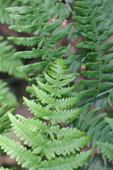 close up of fern