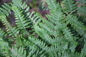 fern leaf in the forest