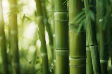 Obraz premium The serene beauty of a dense bamboo forest, with sunlight filtering through the tall, swaying stalks - Generative AI