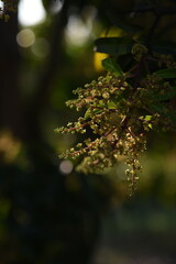 The mango flowers is blooming in a farm