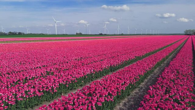 Aerial View: Pink Flower Bulb Fields with Tulips in the Netherlands